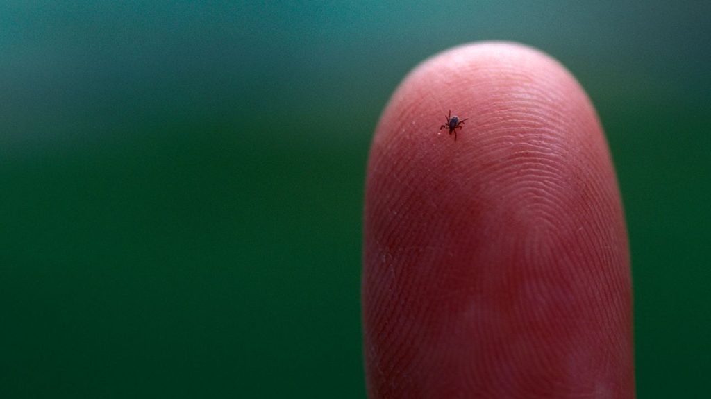 Close up of tick on fingertip