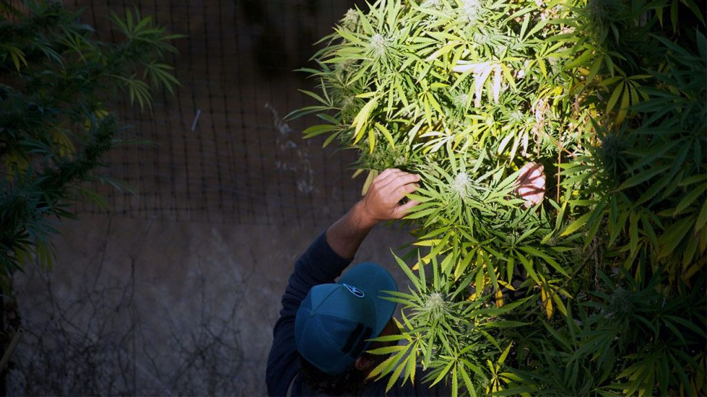 Cannabis farmer checks plant growth