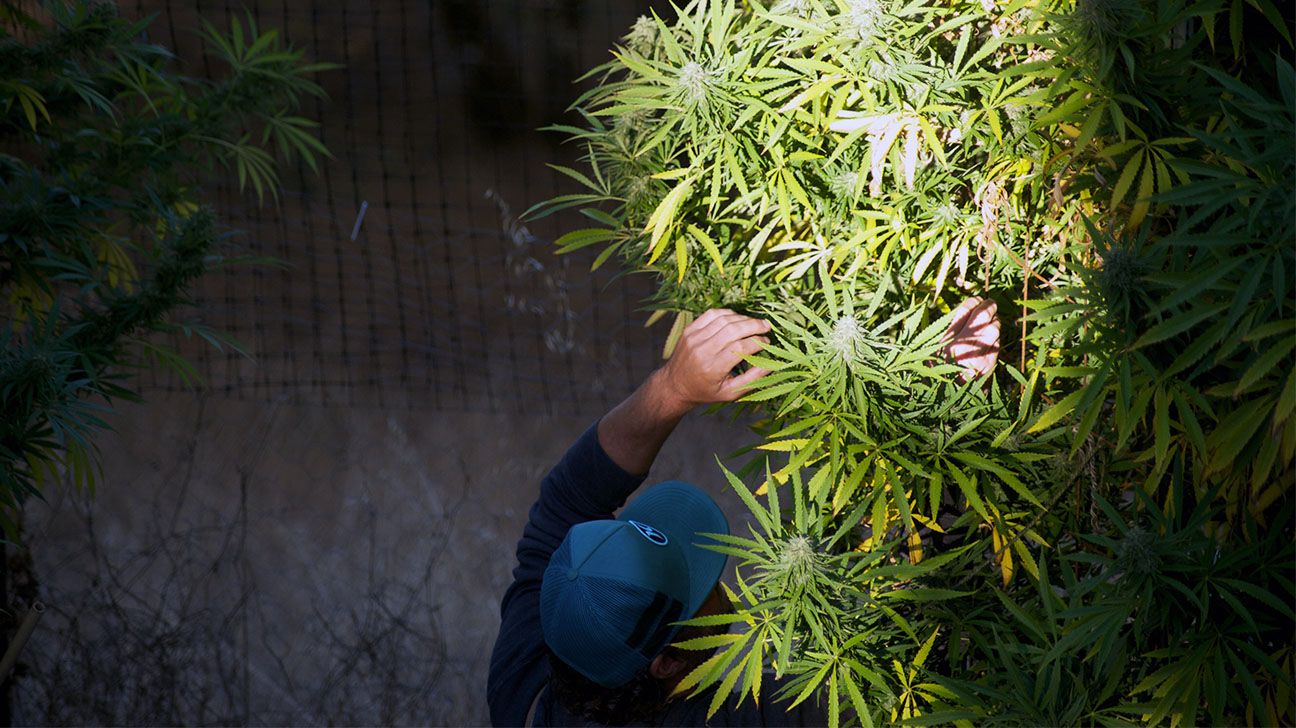 Cannabis farmer checks plant growth
