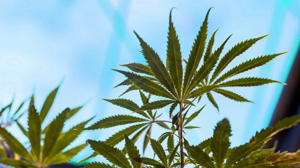 Cannabis plants growing in a greenhouse